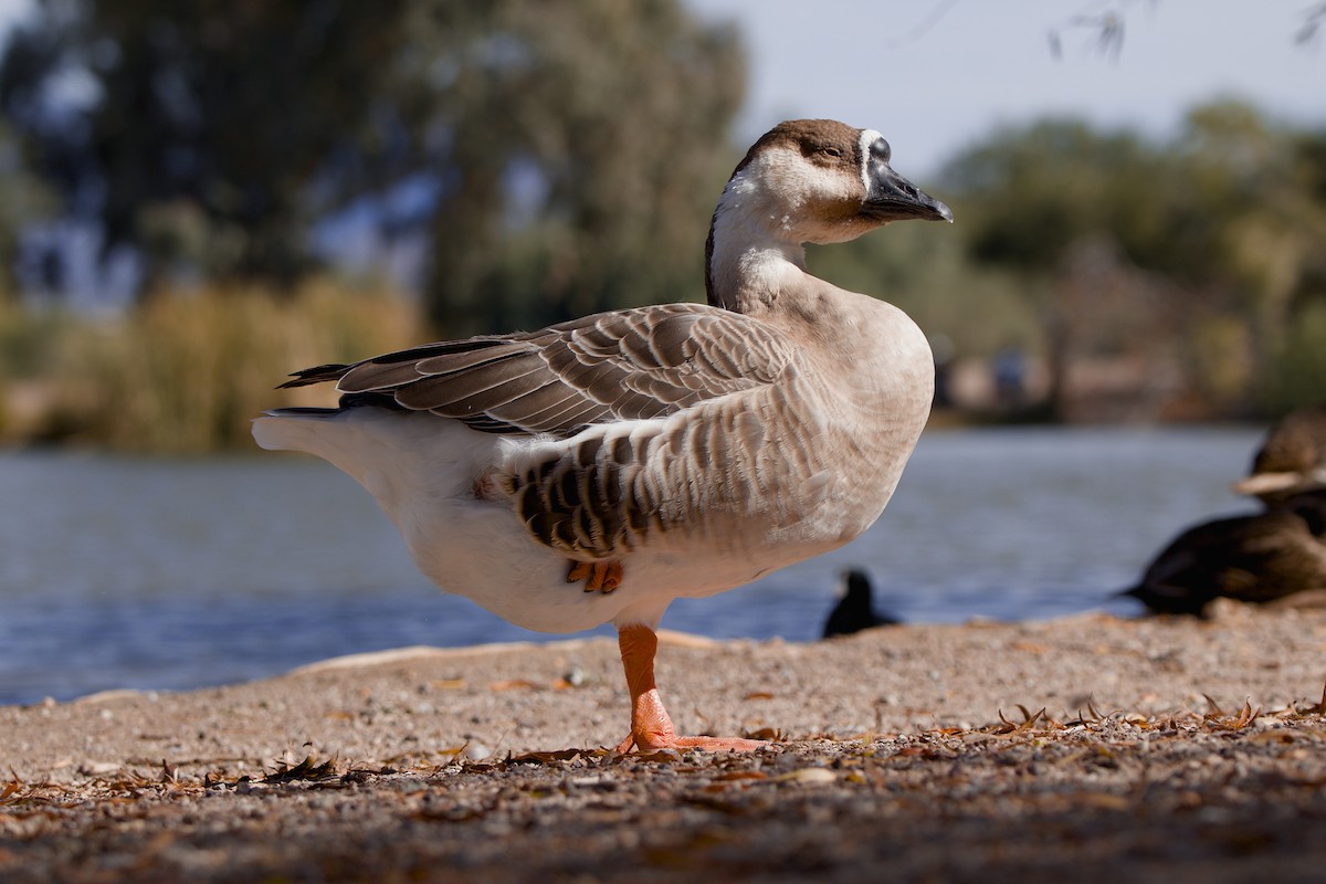 Çin Kazı (evcil tip) - ML645918825