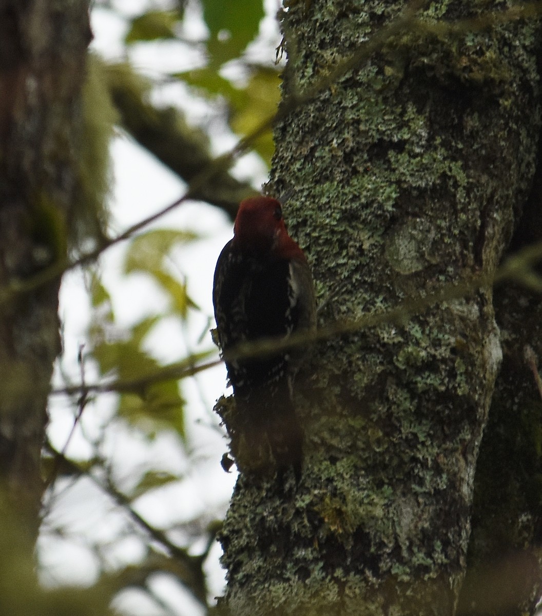 Kırmızı Göğüslü Ağaçkakan - ML645918826