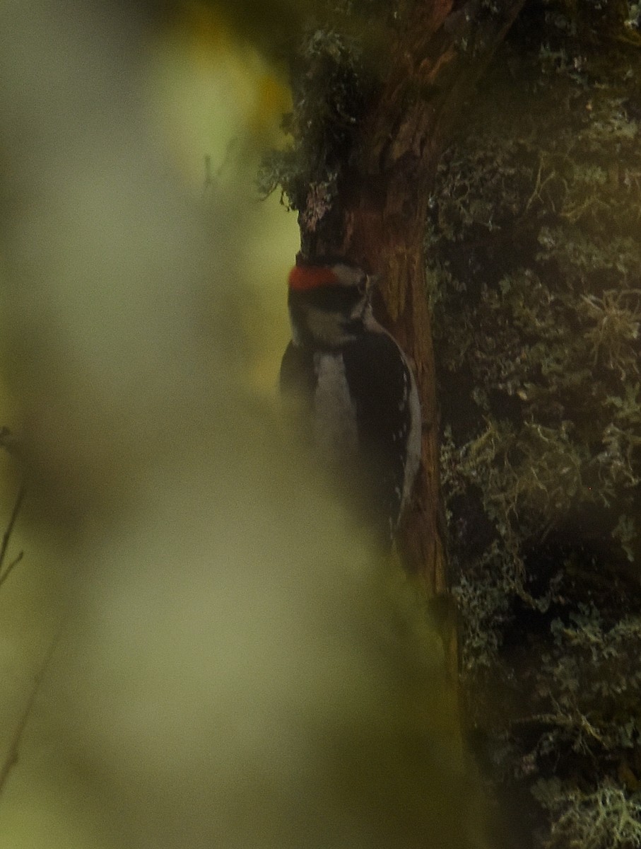 Yumuşak Tüylü Ağaçkakan - ML645918827