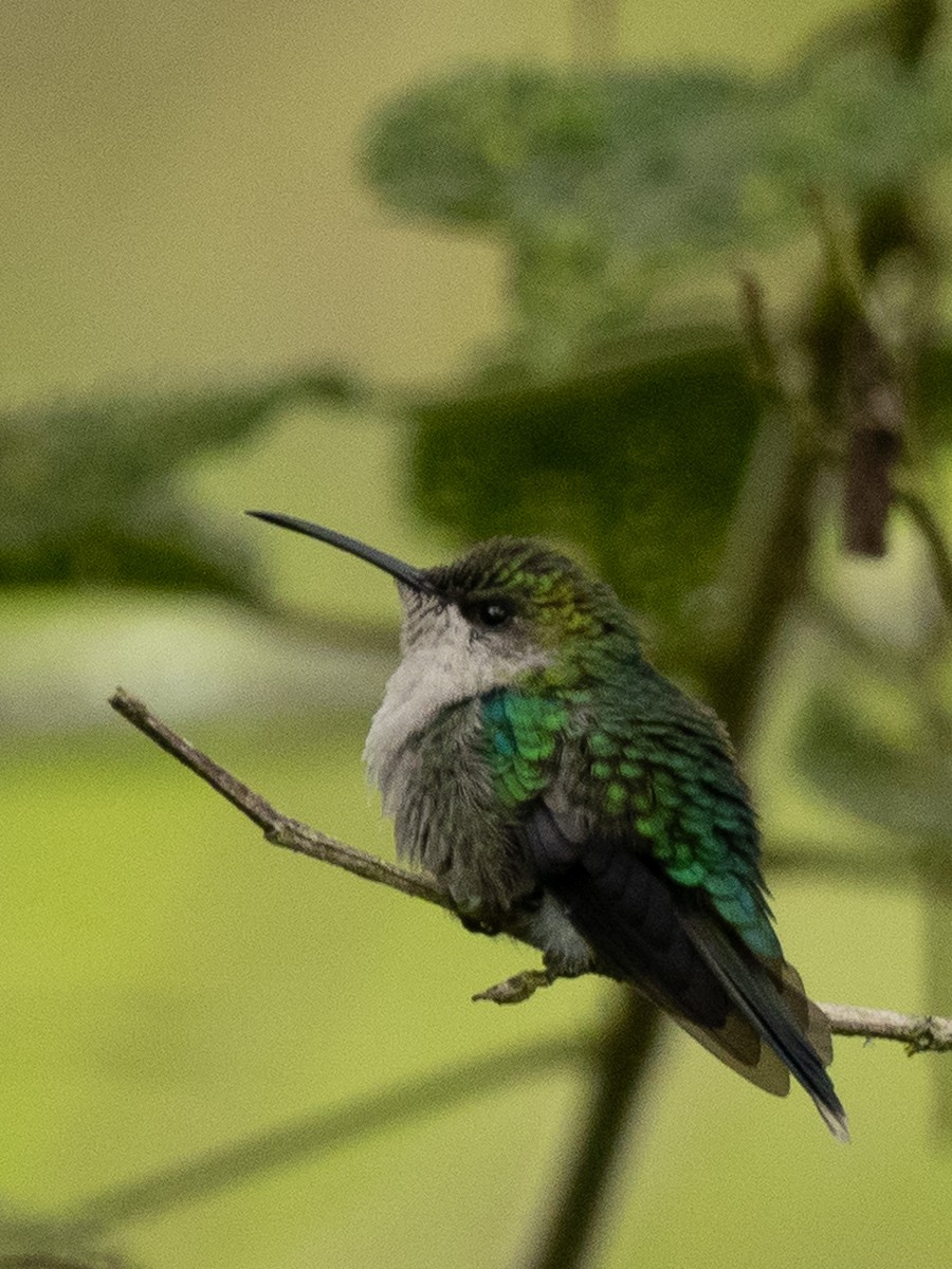 Crowned Woodnymph - ML645918829