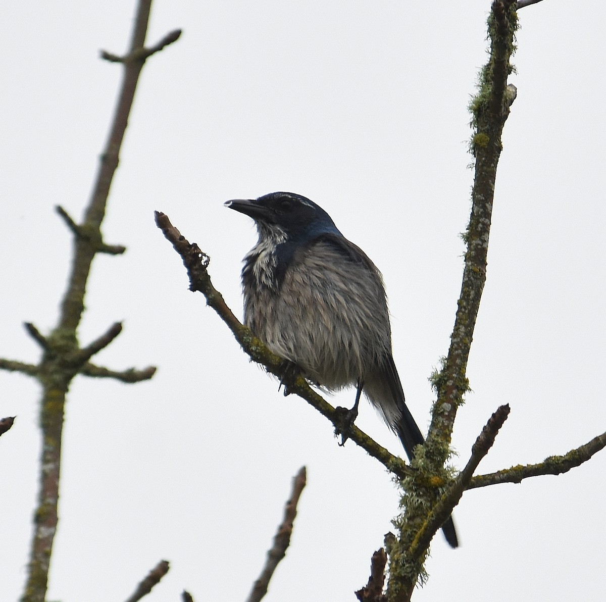 Kaliforniya Çalı Kargası - ML645918831