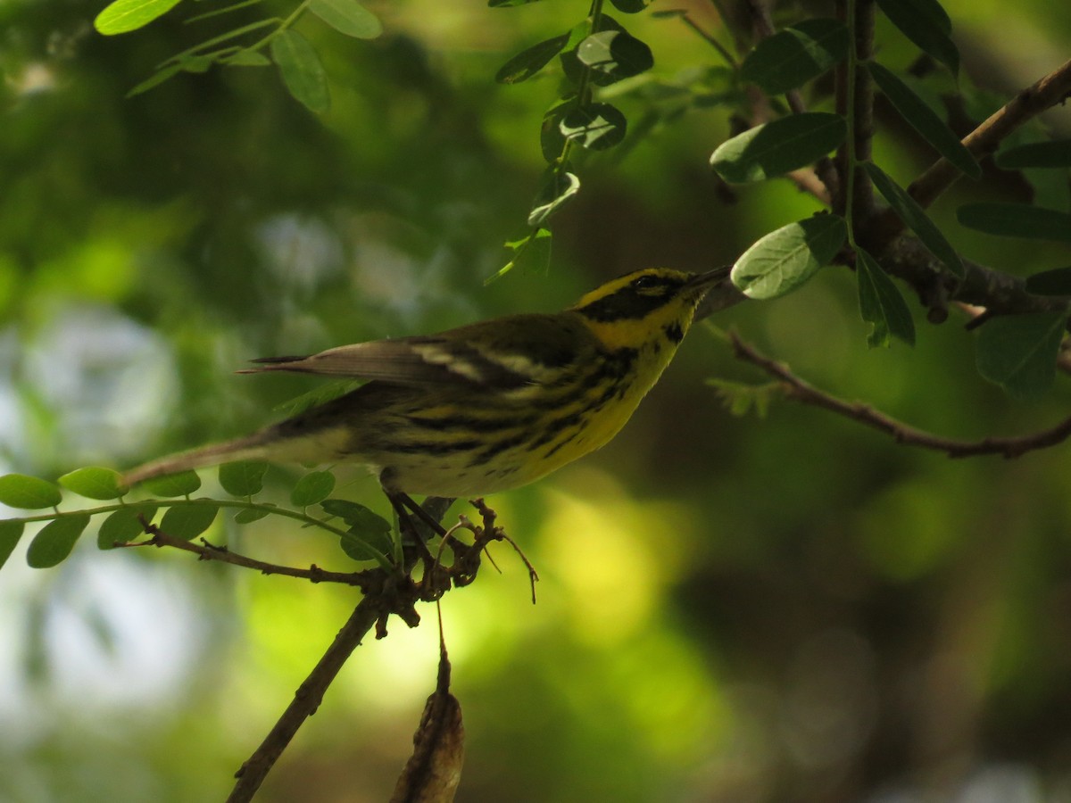 Townsend Ötleğeni - ML645918832