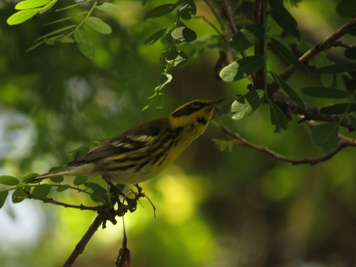 Townsend Ötleğeni - ML645918833