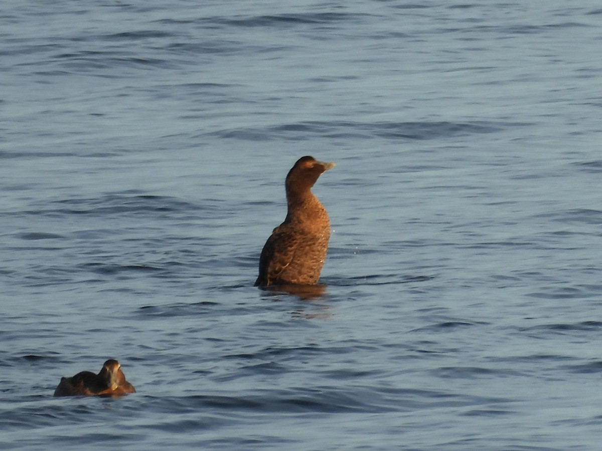 Pufla (dresseri) - ML645918834