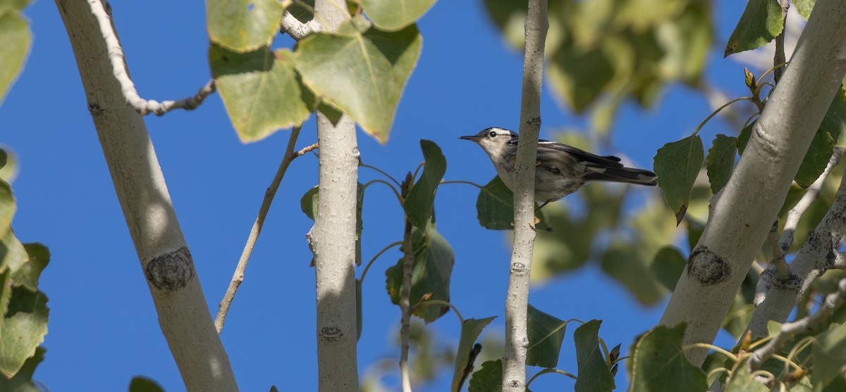 Tırmaşık Ötleğeni - ML645918835
