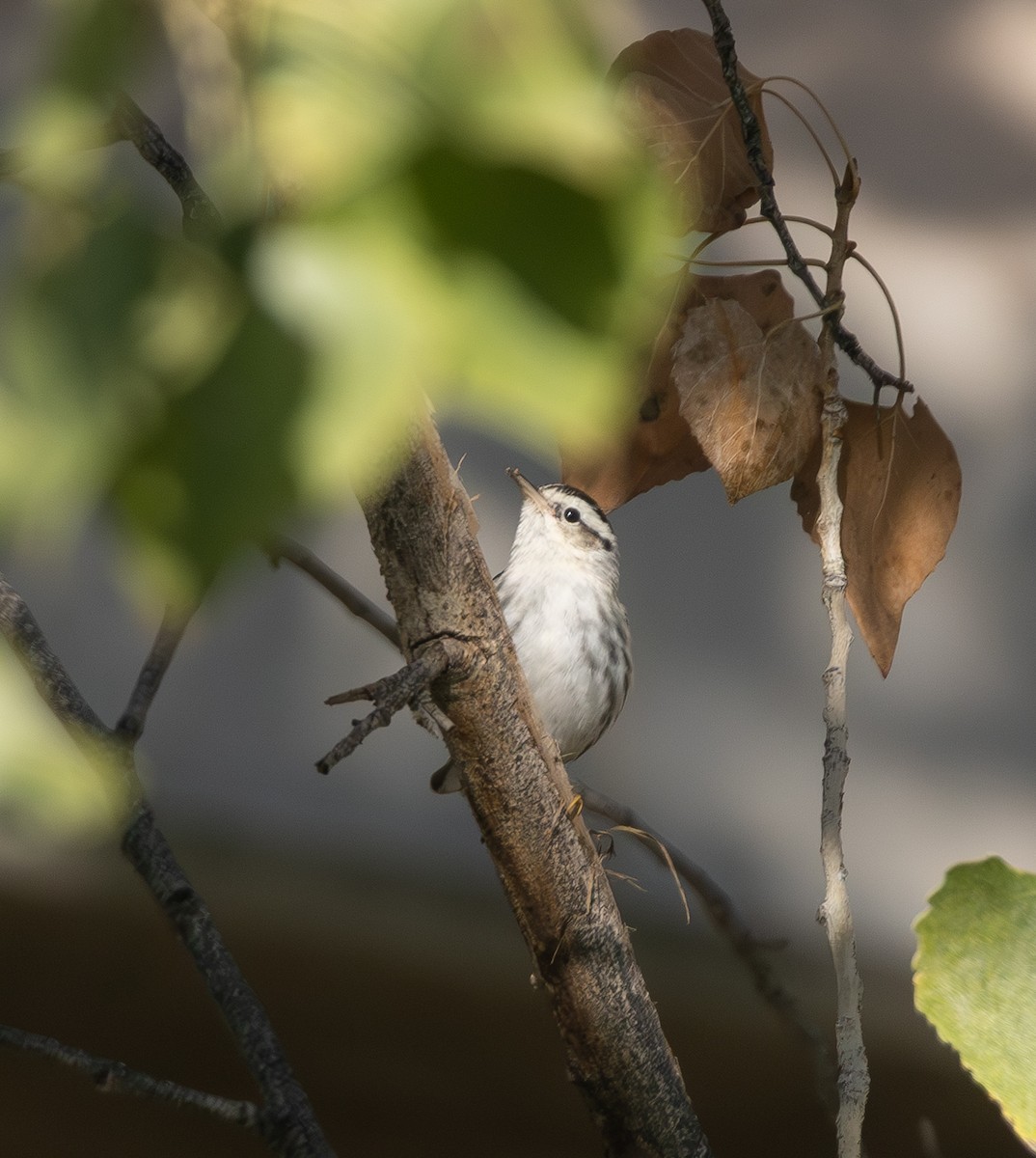 Tırmaşık Ötleğeni - ML645918836