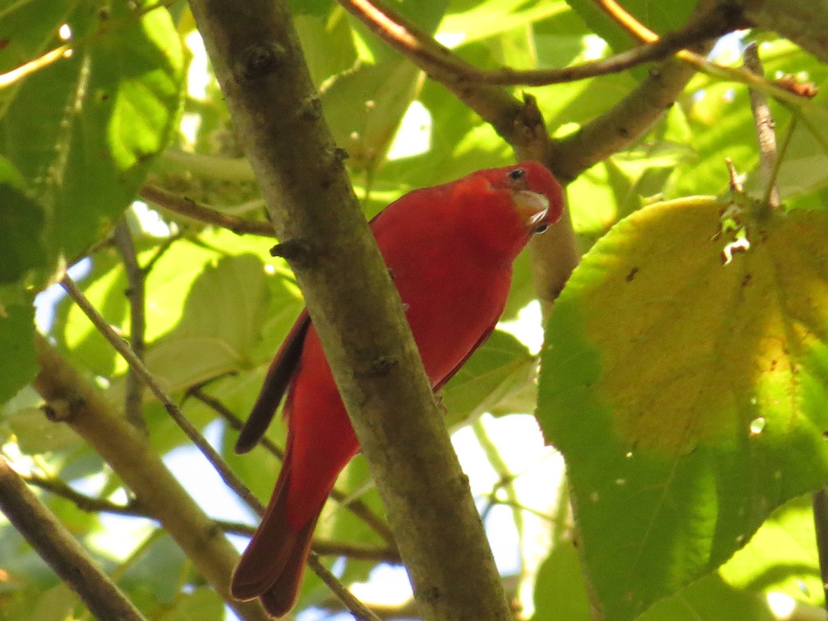 Kırmızı Piranga - ML645918837