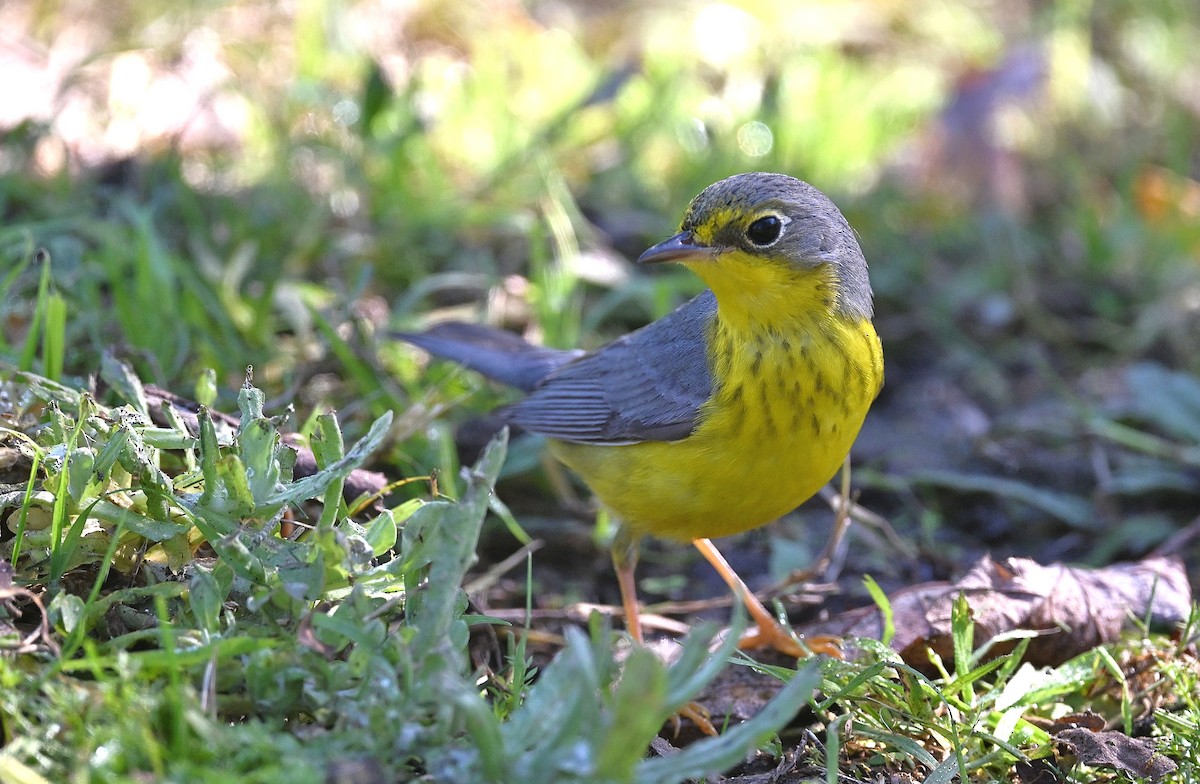 Canada Warbler - ML645918839