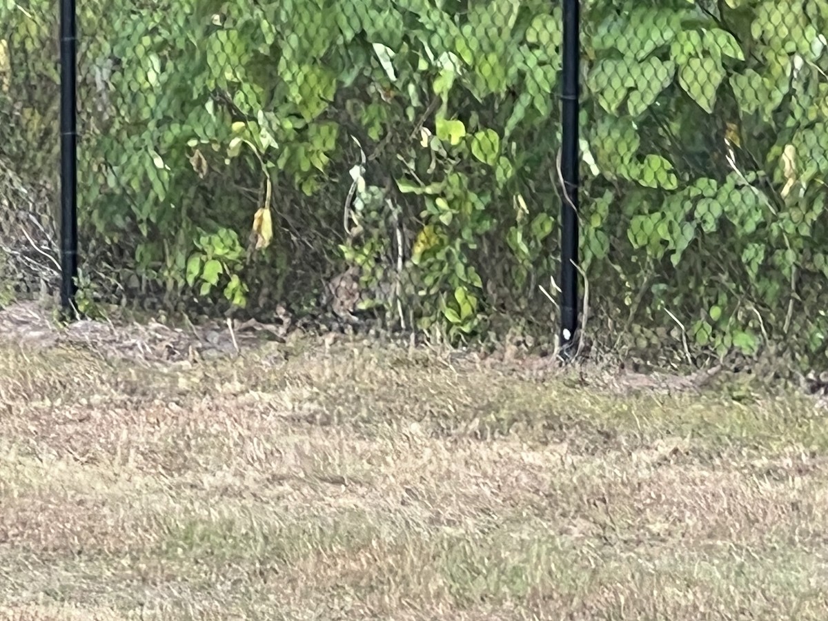 Рыжая рысь - ML645918842