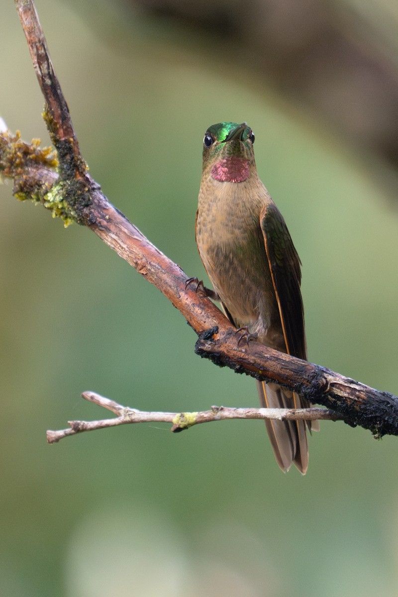 チャムネテリハチドリ - ML645918845