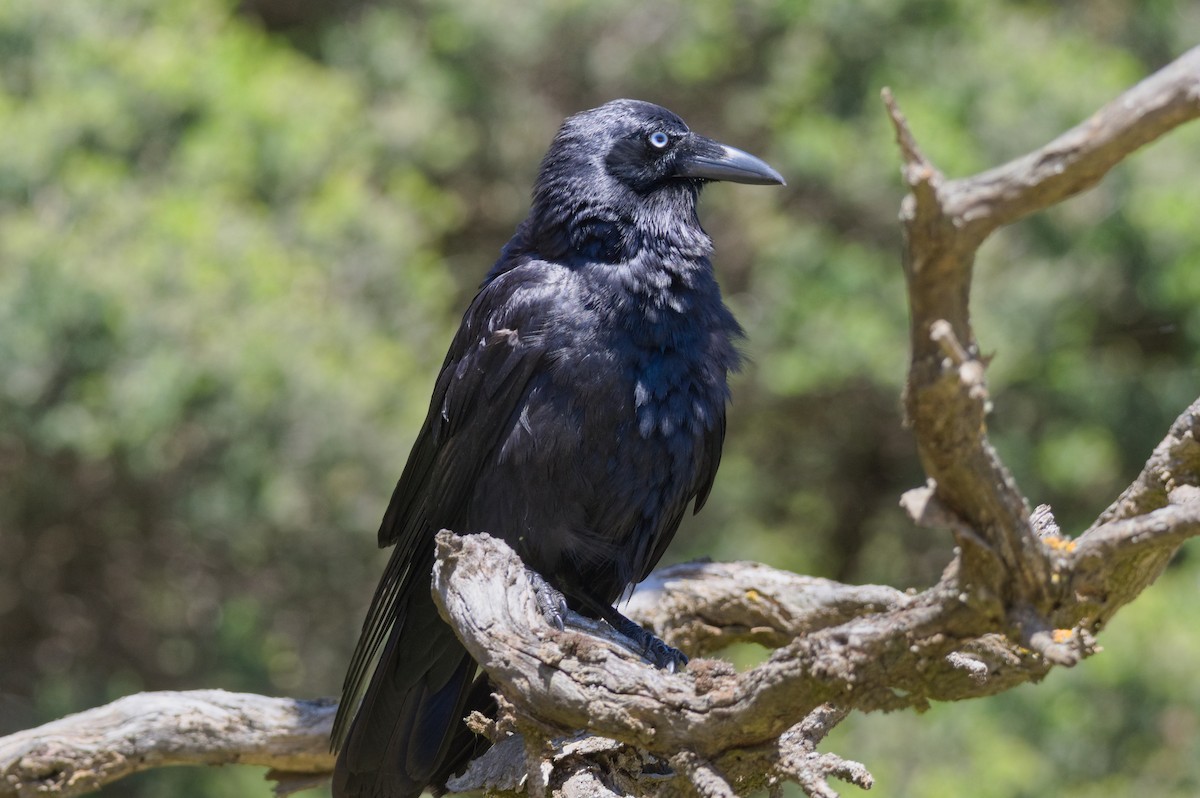 ミナミコワタリガラス - ML645918848