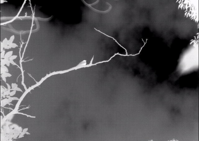 Gray Nightjar - ML645918858