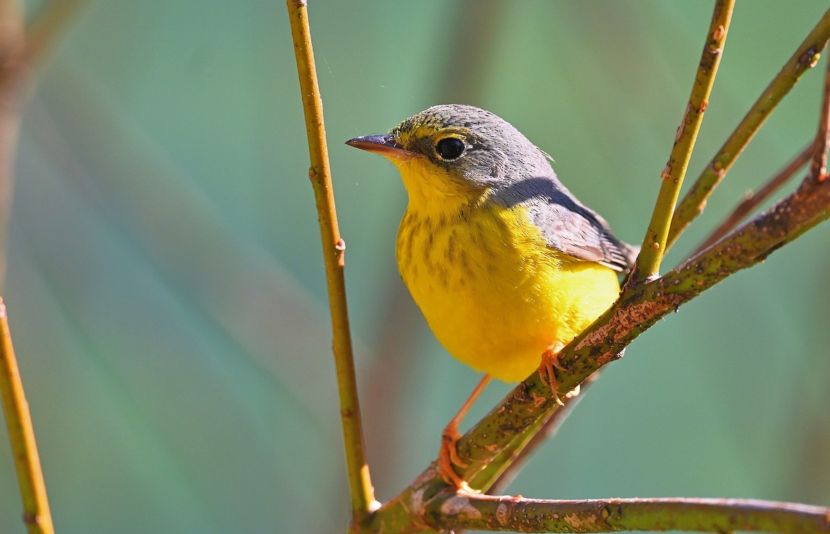 Canada Warbler - ML645918859