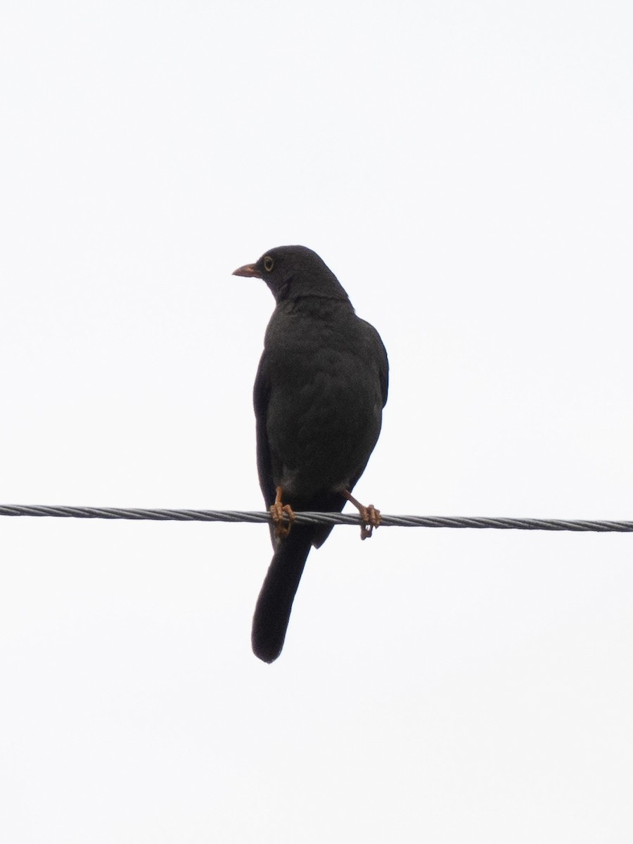 Great Thrush - ML645918861