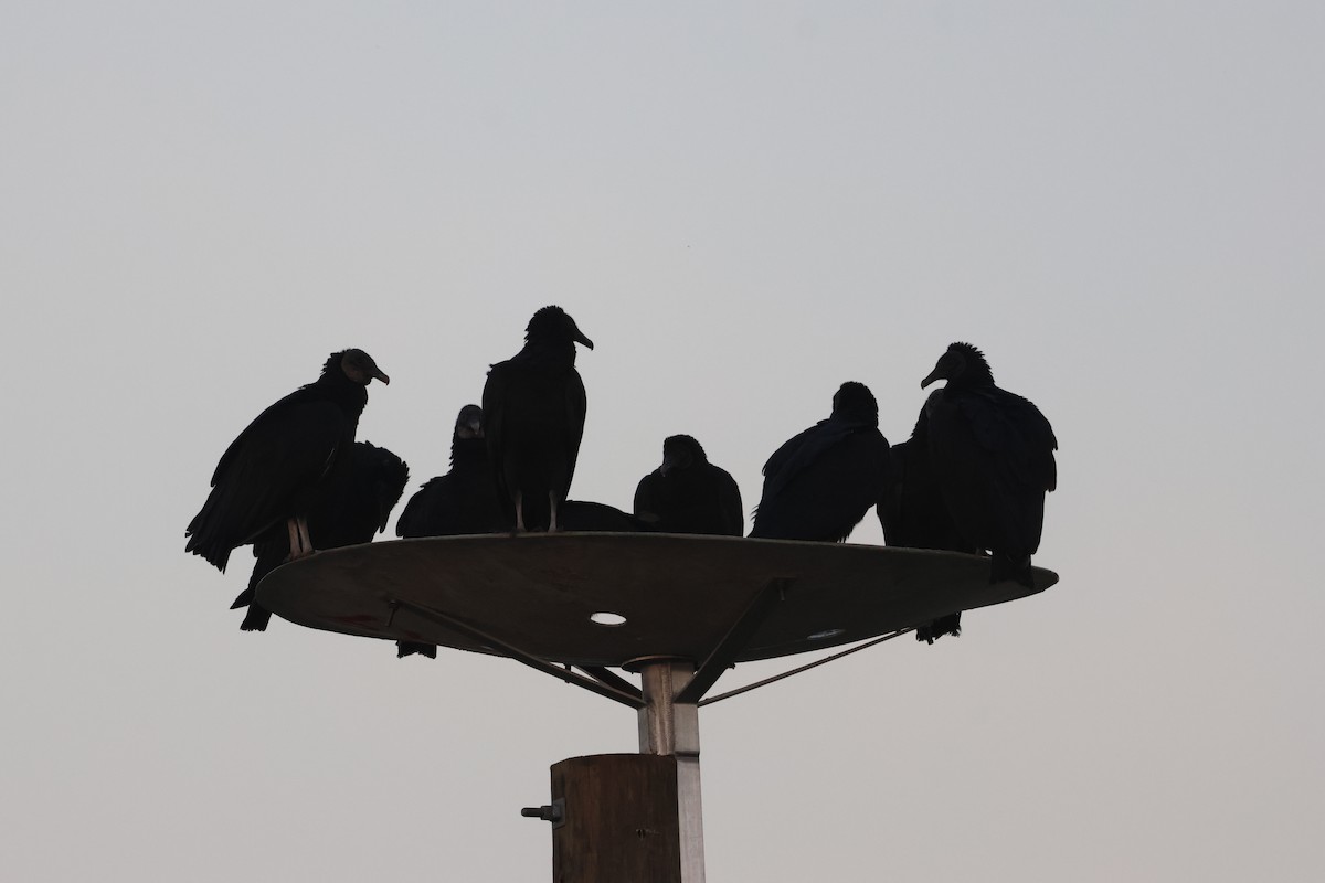 Катарта чорна - ML645918863