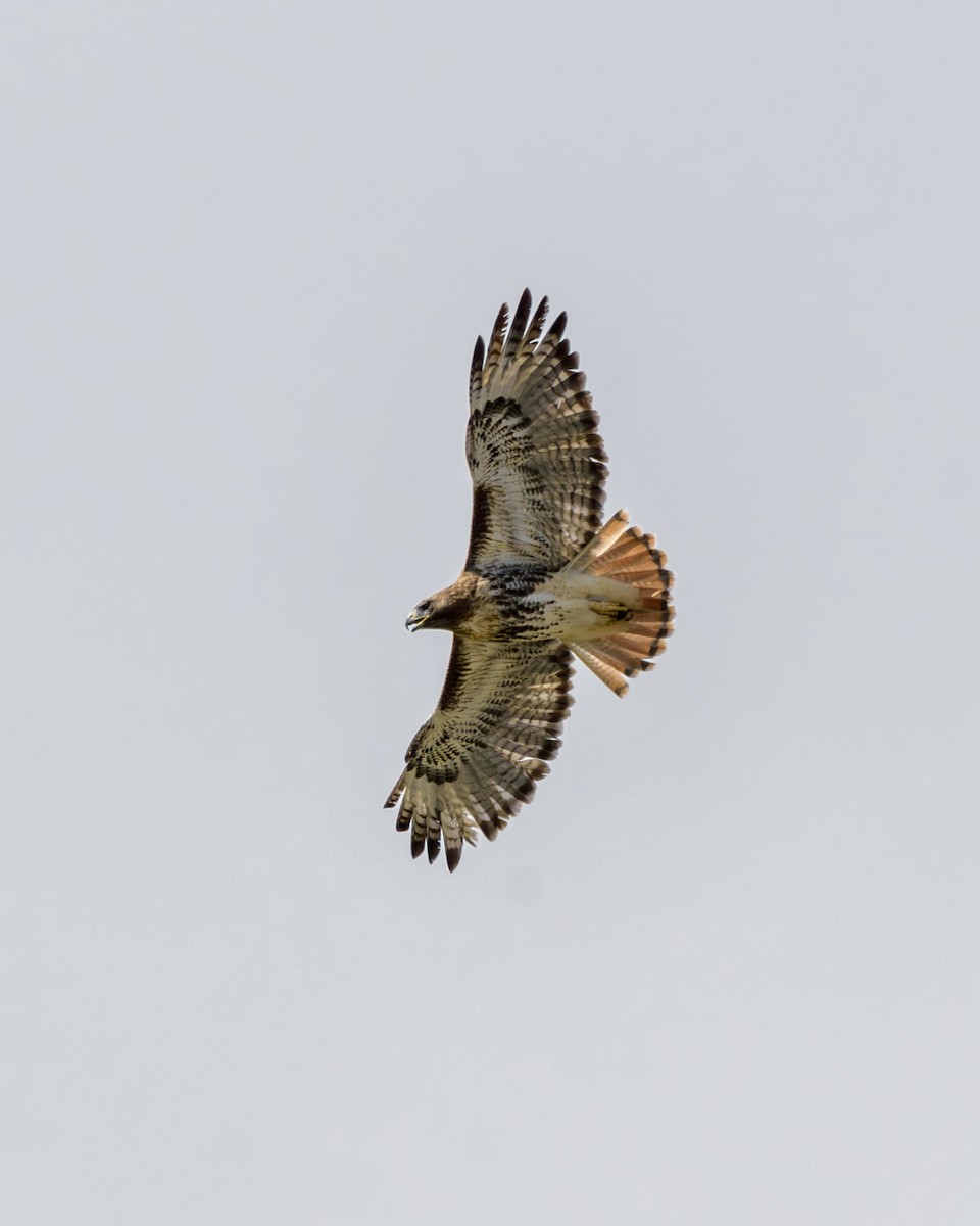 Red-tailed Hawk - ML645918865