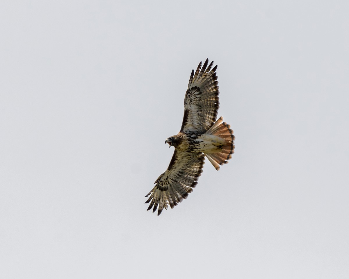 Red-tailed Hawk - ML645918866