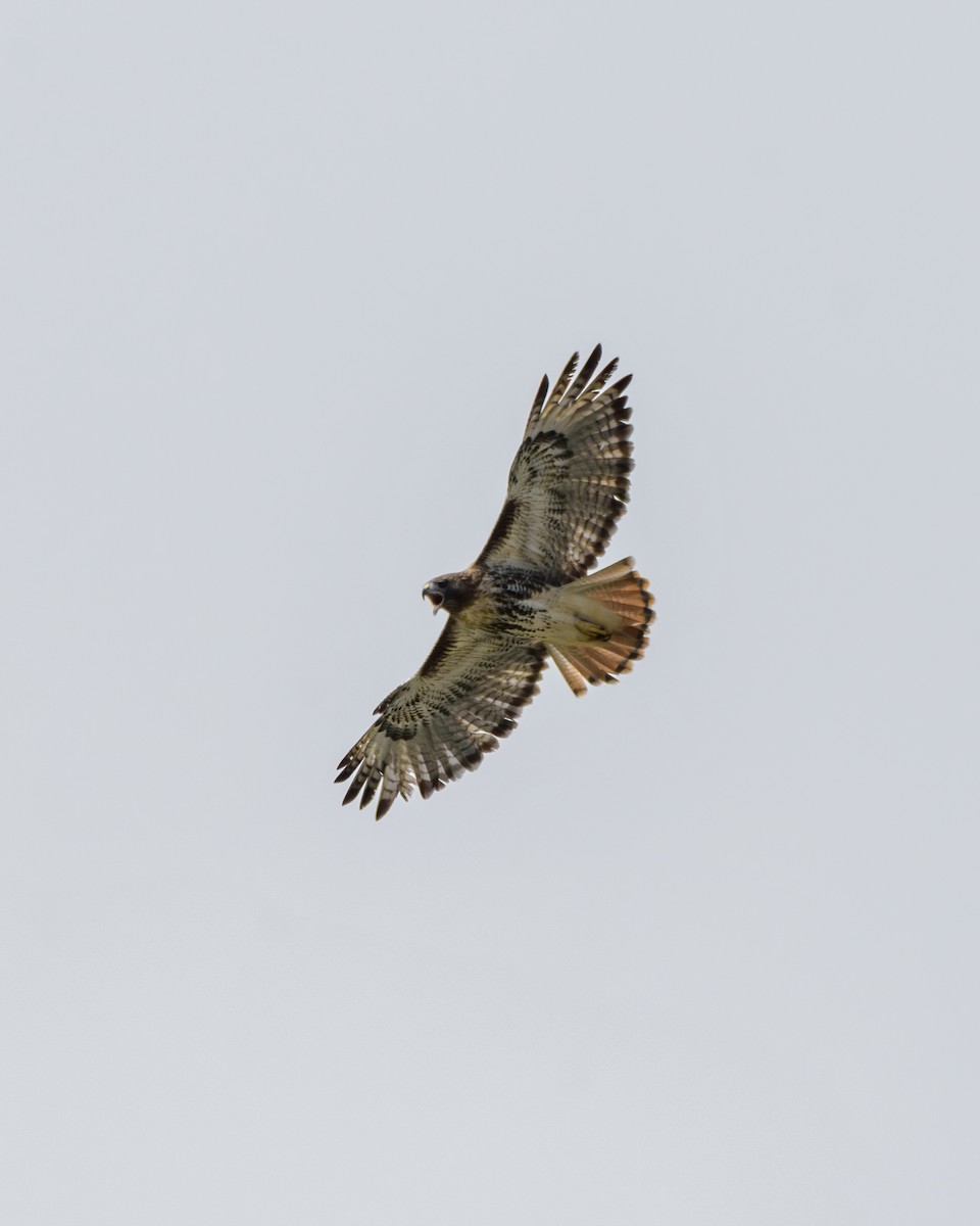 Red-tailed Hawk - ML645918867