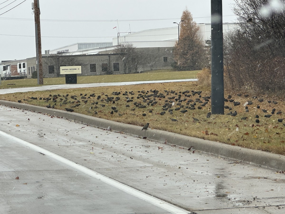 European Starling - ML645918890