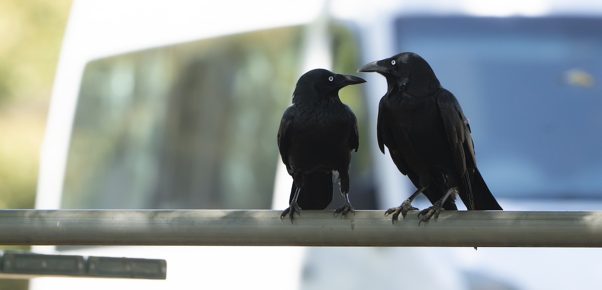 flokkravn - ML645918898