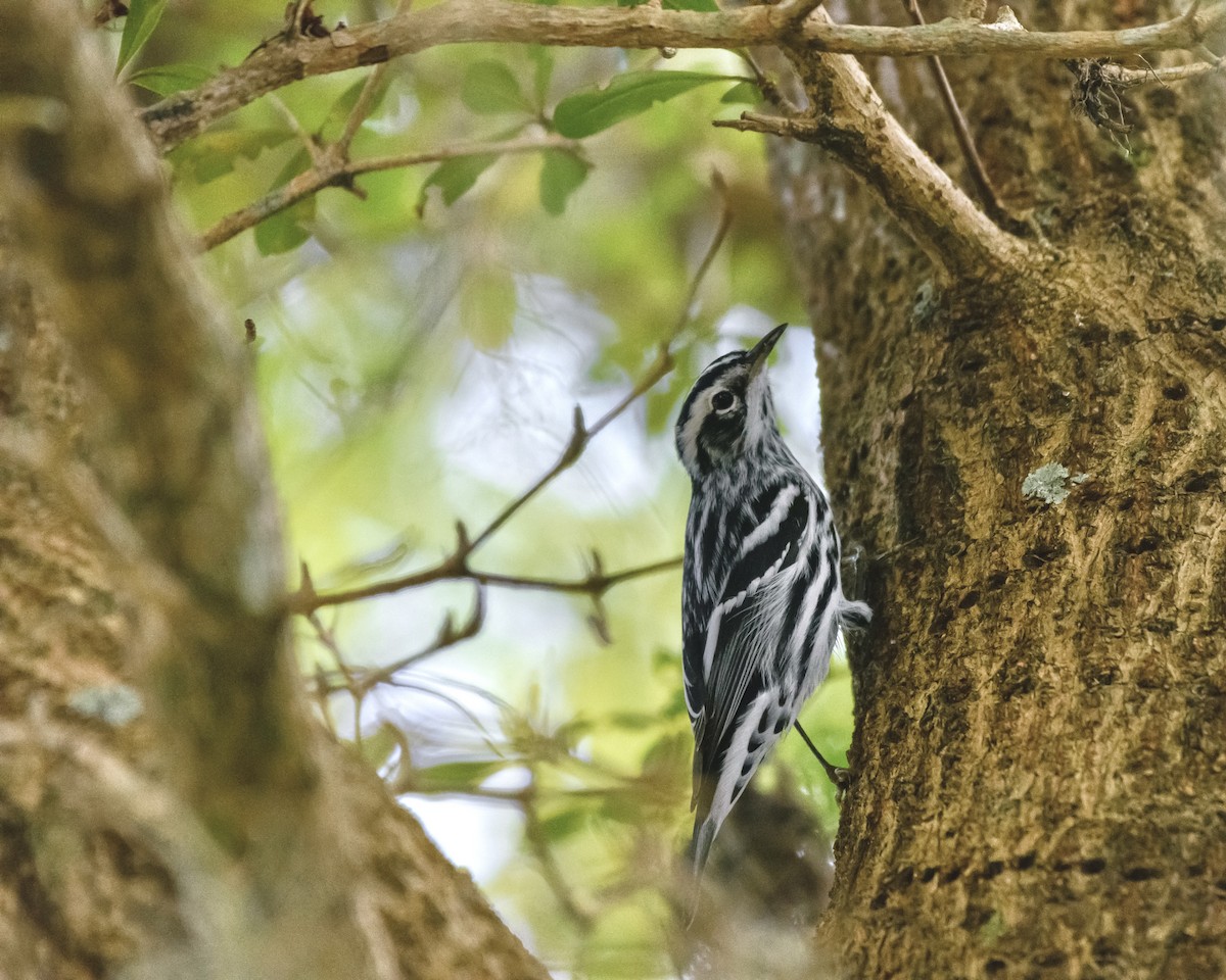 Black-and-white Warbler - ML645918900