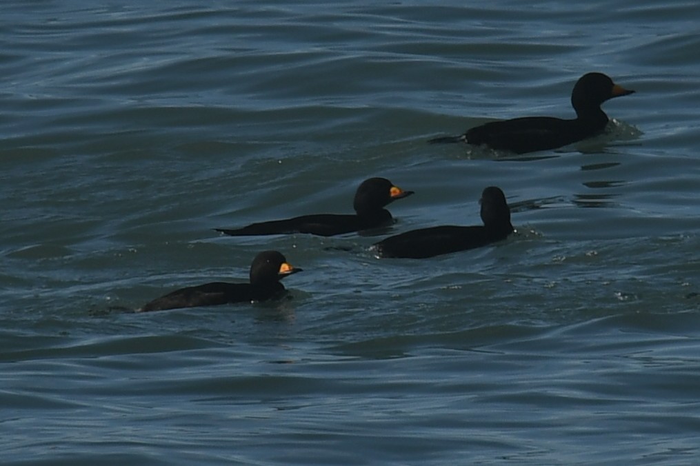 Macreuse à bec jaune - ML645918901