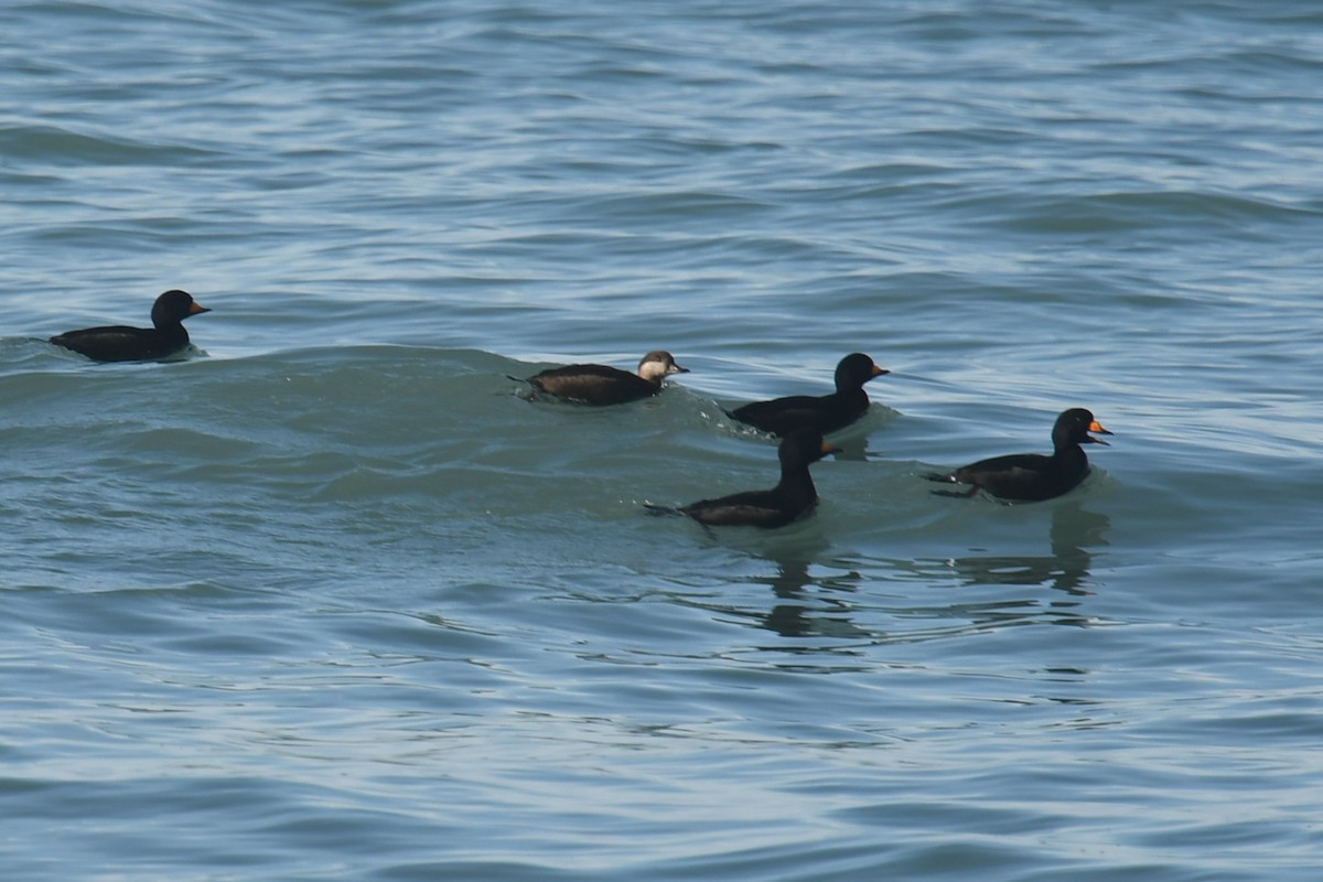 Macreuse à bec jaune - ML645918902