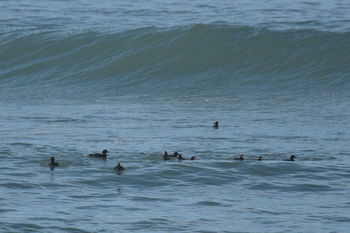 Macreuse à bec jaune - ML645918903