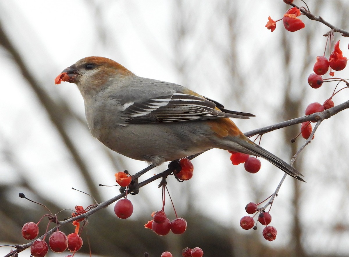 Pinu-gailupa - ML645918908