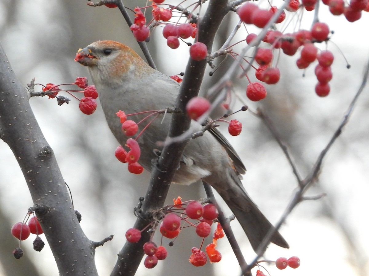 Pinu-gailupa - ML645918909