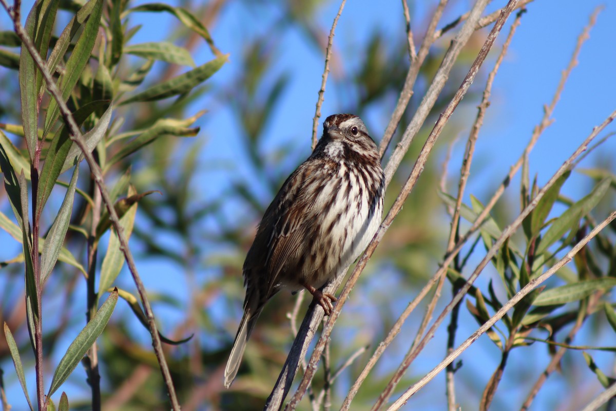 sangspurv - ML645918913