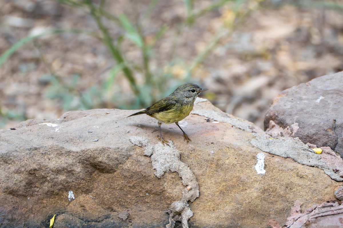 oransjekroneparula - ML645918914