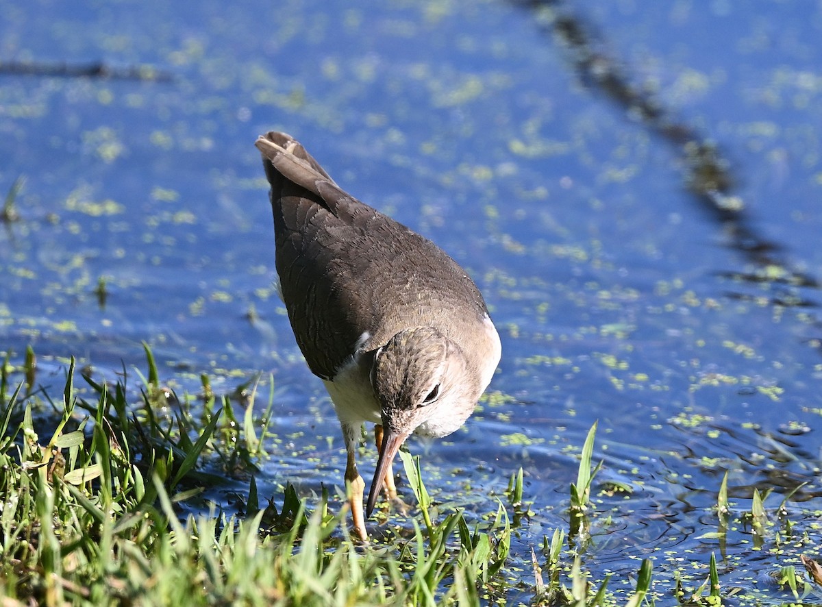 flekksnipe - ML645918915