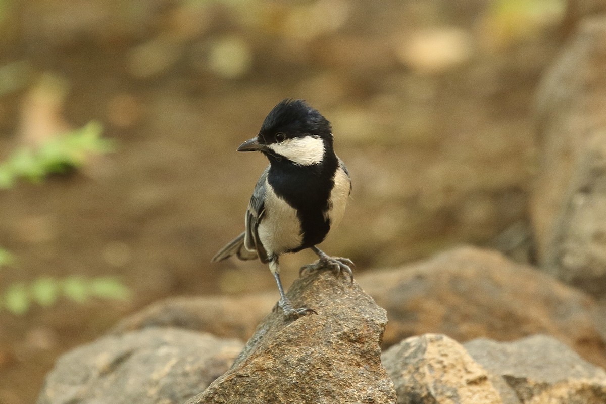 gråkjøttmeis (cinereus gr.) - ML645918917