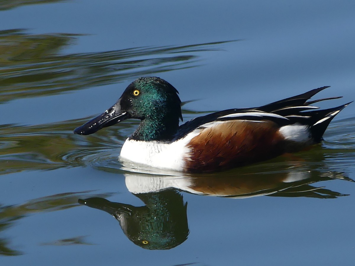 skjeand - ML645918918