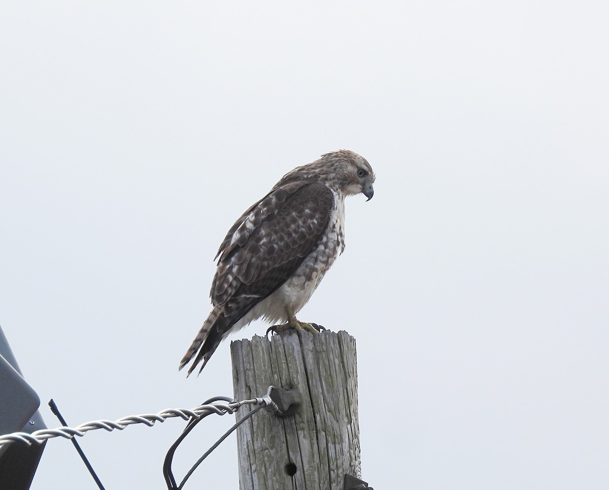 rødstjertvåk - ML645918919