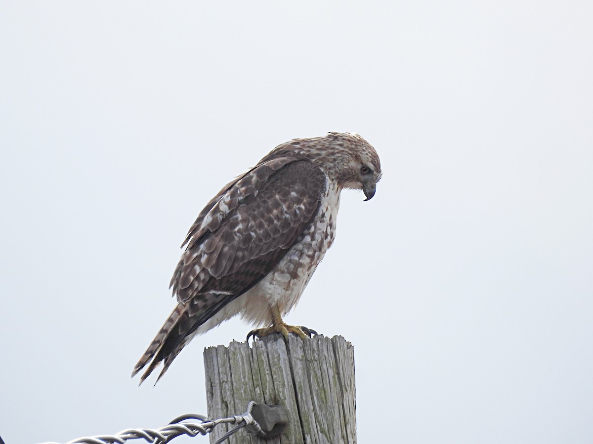 rødstjertvåk - ML645918920