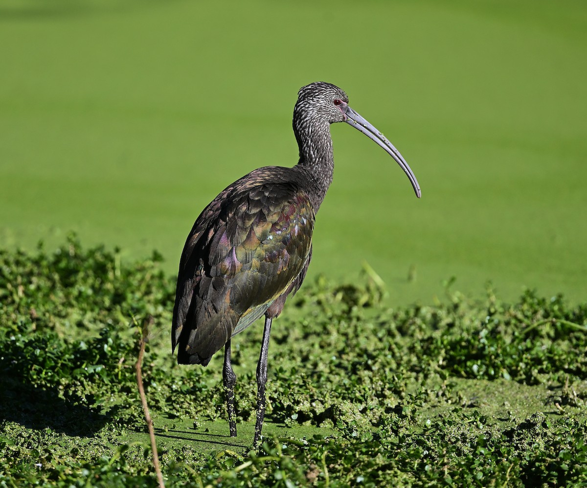 hvitgrimeibis - ML645918921