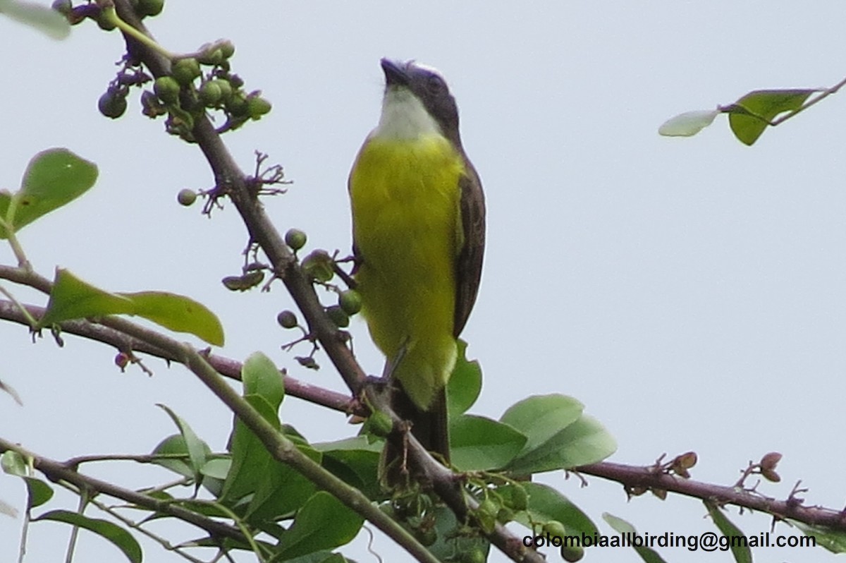 rustvingetyrann - ML645918922