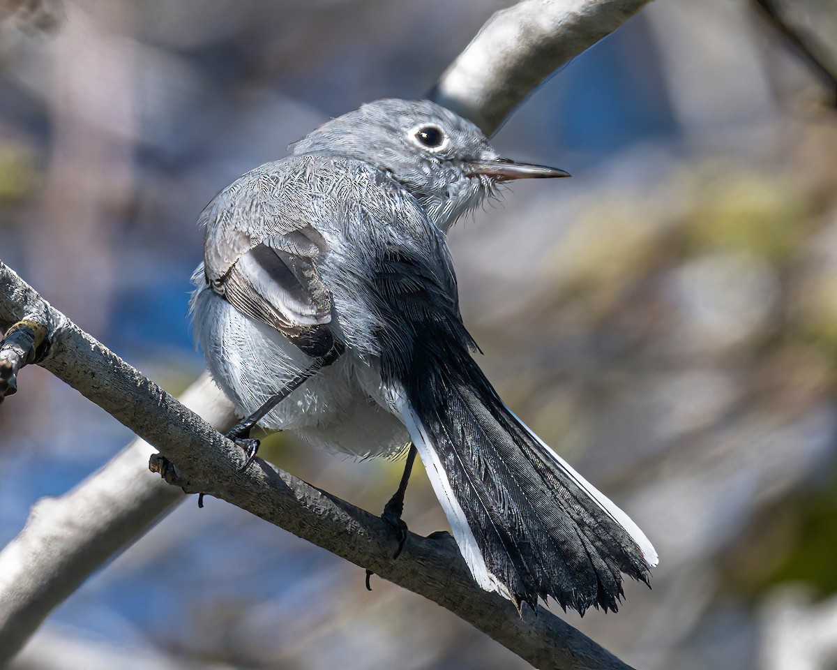 nordmyggsmett - ML645918927