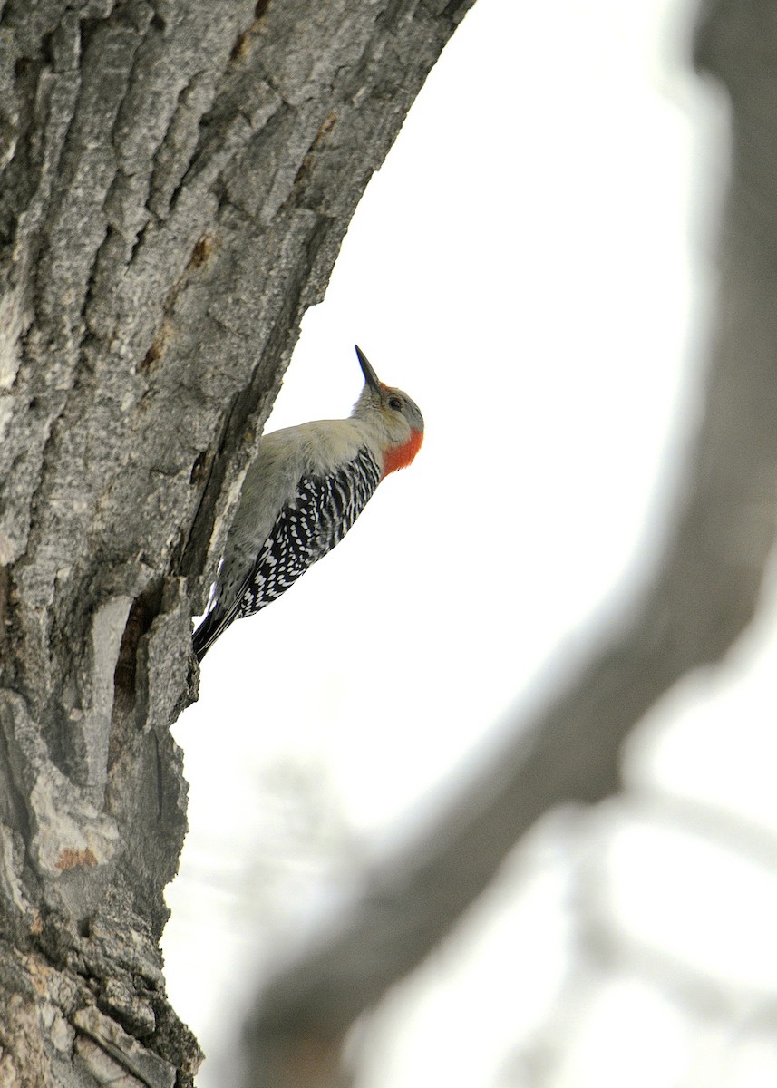 Red-bellied Woodpecker - ML645918928