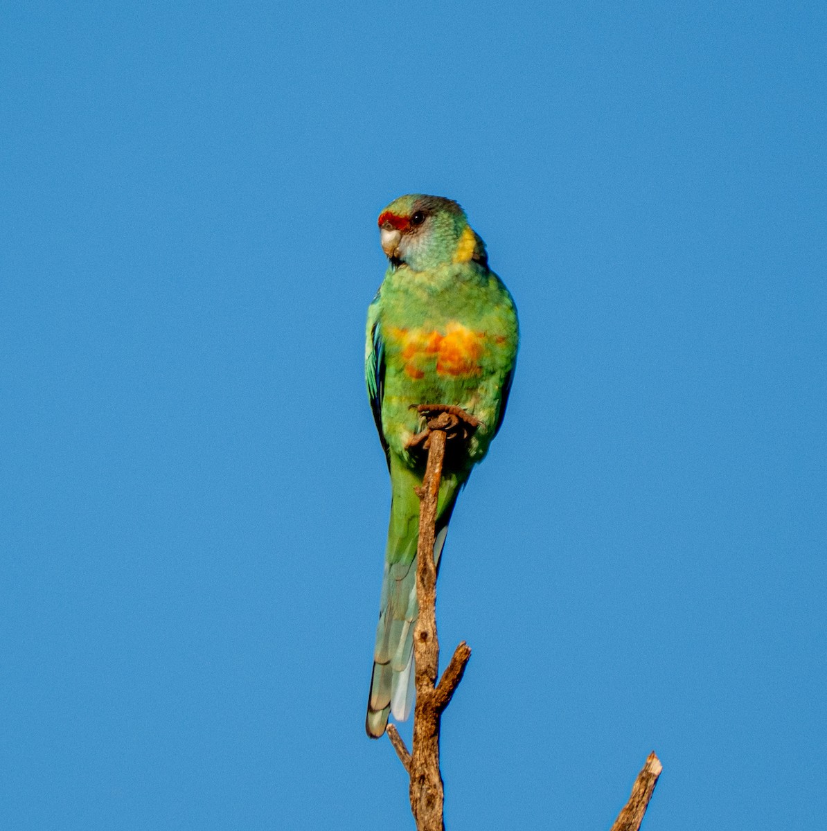 svarthodeparakitt - ML645918930