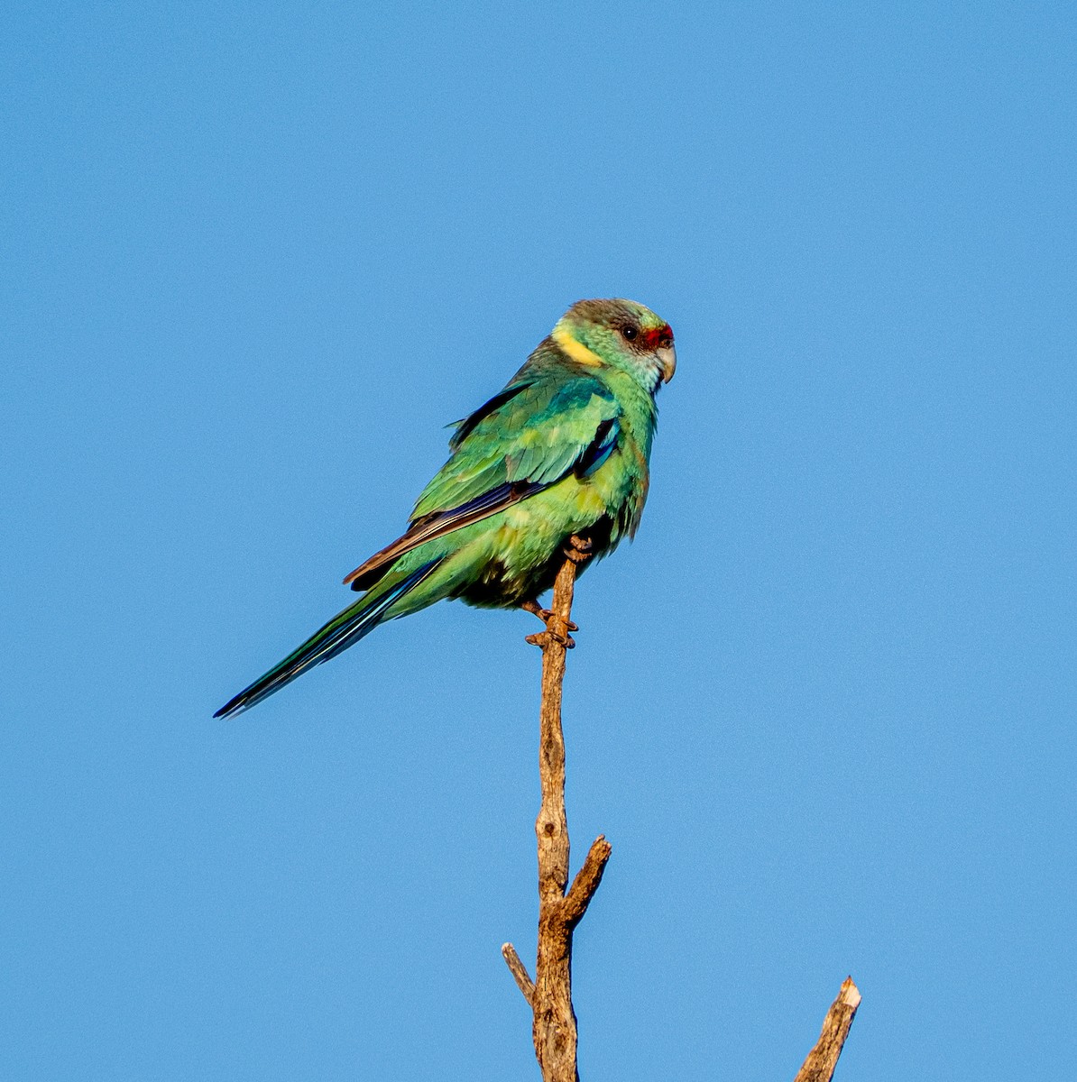 svarthodeparakitt - ML645918931