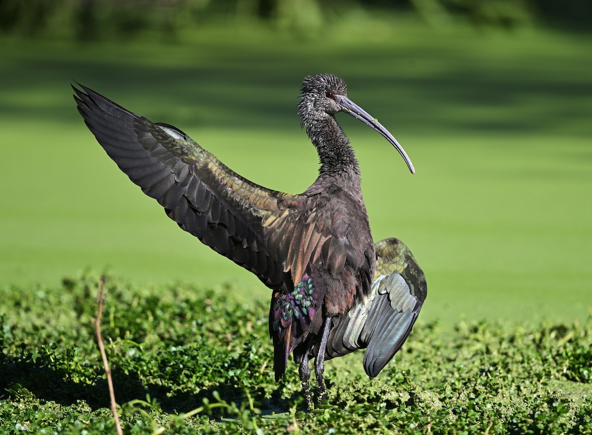 hvitgrimeibis - ML645918935