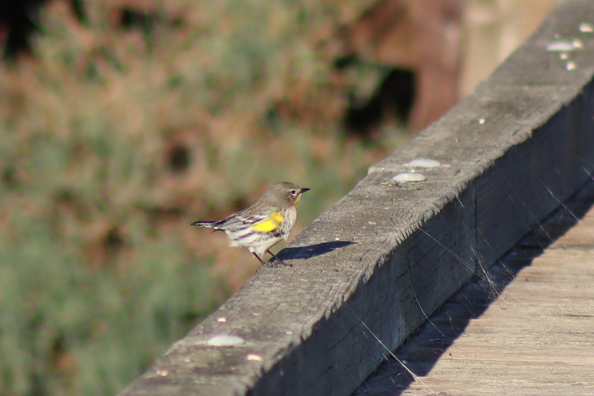 myrteparula - ML645918936