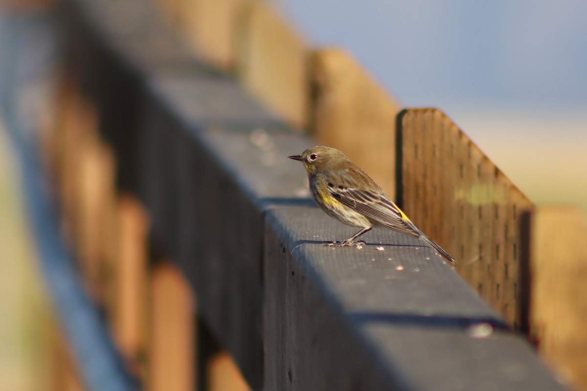 myrteparula - ML645918937