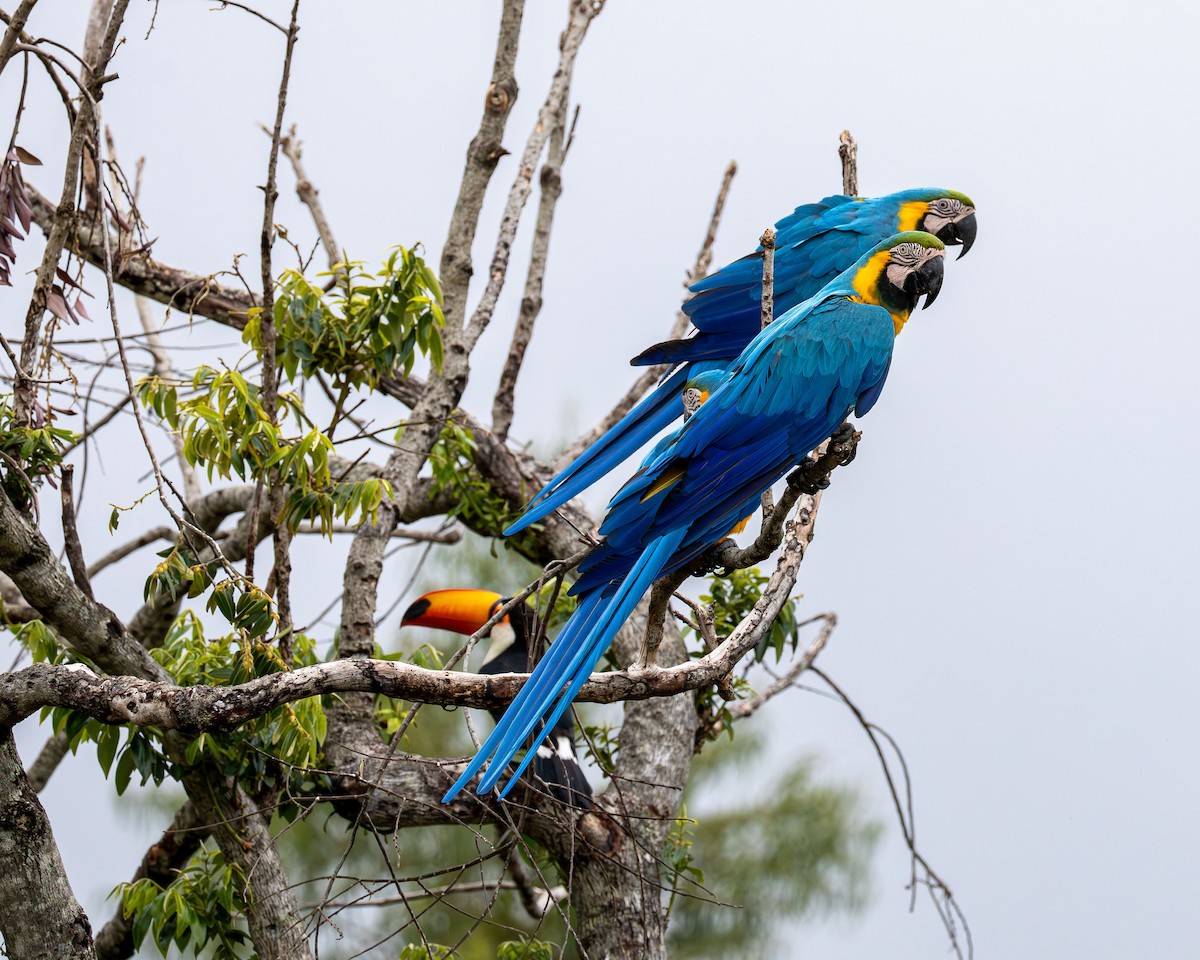 blågulara - ML645918938