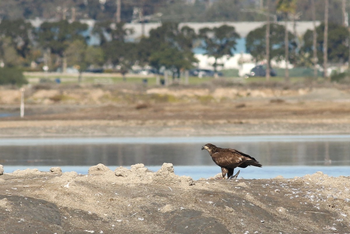 orel bělohlavý - ML645918940