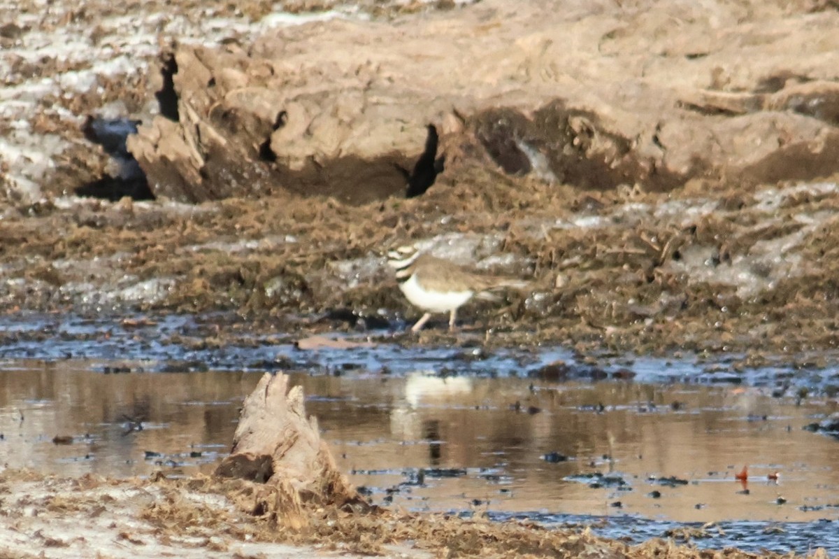 tobeltelo - ML645918942