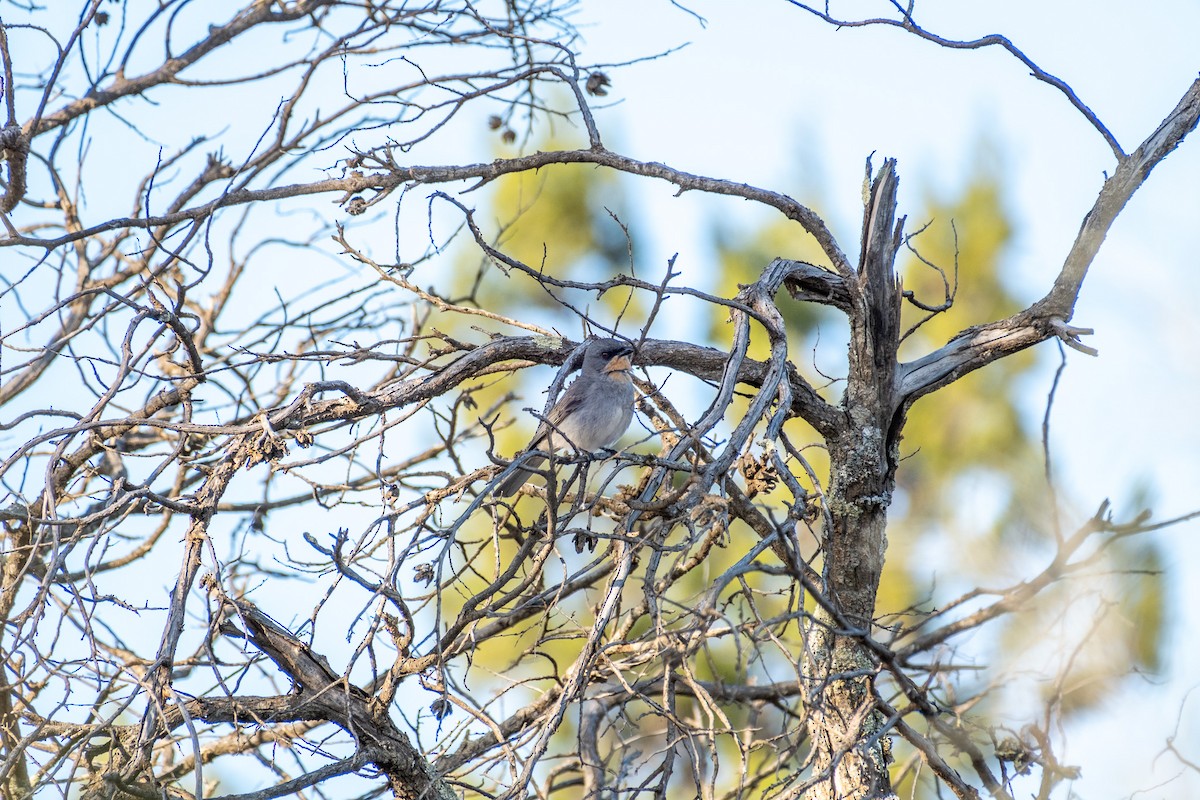 krattplystrer - ML645918943